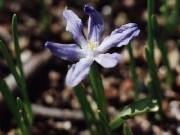 Chionodoxa sardensis